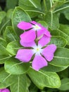 beautiful Vinca flowers in the garden Royalty Free Stock Photo