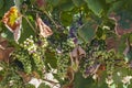 Beautiful vine of European grapes in Uruguayan winery in Canelos region