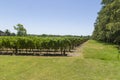 Beautiful vine of European grapes in Uruguayan winery in Canelos region