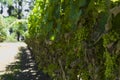 Beautiful vine of European grapes in Uruguayan winery in Canelos region