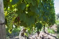 Beautiful vine of European grapes in Uruguayan winery in Canelos region