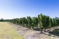 Beautiful vine of European grapes in Uruguayan winery in Canelos region