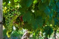 Beautiful vine of European grapes in Uruguayan winery in Canelos