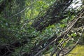 Beautiful vine filled tree with bright green colors