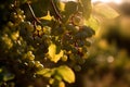 Beautiful vine with large grape bunches at the fertile vineyard, golden hour. Generative AI