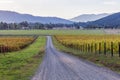 Beautiful vineyard in autumn. Victoria, Australia