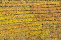 Beautiful vineyard Autumn Royalty Free Stock Photo