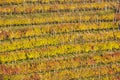 Beautiful vineyard Autumn Royalty Free Stock Photo