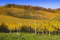 Beautiful vineyard Autumn Royalty Free Stock Photo