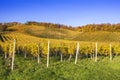 Beautiful vineyard Autumn