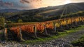 Beautiful vineyard in Chianti region near Greve in Chianti Florence at sunset with the colors of autumn. Italy Royalty Free Stock Photo