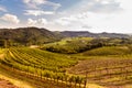 The beautiful vineyard of Collio, Friuli Venezia-Giulia, Italy