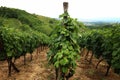 Beautiful vineyard fields in Serbia