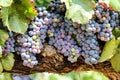 Beautiful Temecula Vineyard Grapes