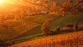 Beautiful vineyard hills in sunset light, Maribor wine region, Slovenia, Styria Royalty Free Stock Photo