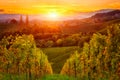 Beautiful vineyard hills in sunset light, Maribor wine region, Slovenia, Styria Royalty Free Stock Photo