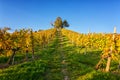 Beautiful vineyard hills in sunset light, Maribor wine region, Slovenia, Styria Royalty Free Stock Photo