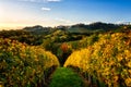 Beautiful vineyard hills in sunset light, Maribor wine region, Slovenia, Styria Royalty Free Stock Photo