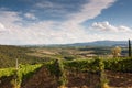 Beautiful vineyard in Italy