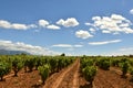 Beautiful vineyard in La Rioja. Royalty Free Stock Photo