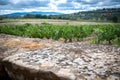 Beautiful vineyard landscape in France