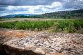 Beautiful vineyard landscape in France