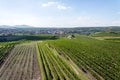 Beautiful vineyard landscape with grapes ready for harvest, sunny autumn day, Southern Moravia, Czech Republic Royalty Free Stock Photo