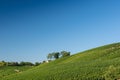Beautiful Vineyard Landscape In Ihringen, South Germany Royalty Free Stock Photo