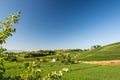 Beautiful Vineyard Landscape In Ihringen, South Germany Royalty Free Stock Photo