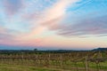 Beautiful vineyard landscape at sunset