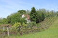 Beautiful vineyard with nice view