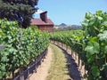Beautiful Vineyard in Northern California