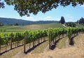 Beautiful Vineyard in Northern California