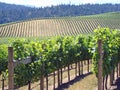 Beautiful Vineyard in Northern California