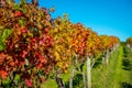 Beautiful vineyard platation with colorful leafs red, yellow and green, located in Waiheke island with a beautiful blue Royalty Free Stock Photo