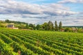 Beautiful vineyard of Saint Emilion in Bordeaux, France in sunny day