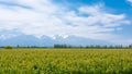 Beautiful vineyard scenery.with snowy peak mountains in the background. Spring season in Uco Valley, Mendoza, Argentina Royalty Free Stock Photo