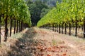 Beautiful Vineyard in Summer Royalty Free Stock Photo