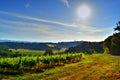 Beautiful vineyard in a sunny spring day with blue sky in Peccioli, Valdera, Tuscany. Italy Royalty Free Stock Photo