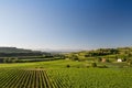 Beautiful Vineyard Terraces In Ihringen, South Germany