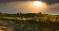 Beautiful vineyard in tuscan countryside at sunset with dramatic cloudy sky in Italy Royalty Free Stock Photo