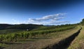 Beautiful vineyards in the Chianti Classico region of Tuscany near Florence, autumn season. Italy Royalty Free Stock Photo