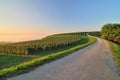 Beautiful vineyards in early autumn morning, Slovenia Royalty Free Stock Photo