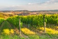 Beautiful vineyards on the hills of the peaceful Tuscany, Italy