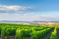 Beautiful vineyards on the hills of the peaceful Tuscany, Italy