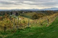 Beautiful vineyards landscape of Jeruzalem on Slovene Hills. Ljutomer. Northeastern Slovenia