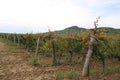 Beautiful vineyards with Mount Badacsony