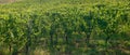 Beautiful vineyards on a sunny day on the soft hills of the Colli Piacentini, near Piacenza, Emilia Romagna, Italy.