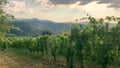 Beautiful vineyards on a sunny day on the soft hills of the Colli Piacentini, near Piacenza, Emilia Romagna, Italy.