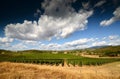 Beautiful Vineyards in Tuscany with Blue Cloudy Sky. Summer season. Royalty Free Stock Photo